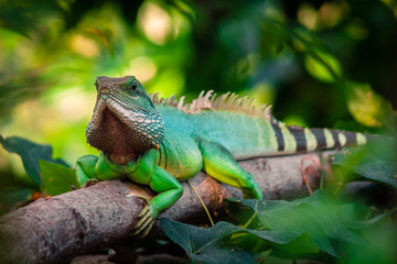 Leguan im Urwald
