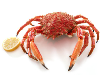 red spider crabs