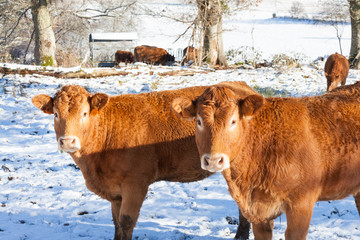 Two Limousin beef cows in a winter snow covered pasture standing in a shaft of sunlight staring curiously at the camera