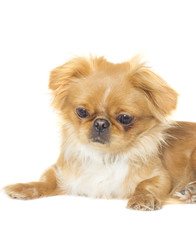 Pekingese portrait