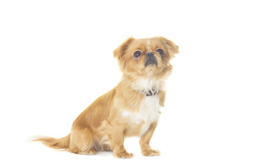 Pekingese on white background isolated