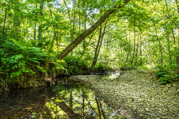 wild forest creek