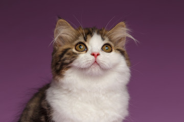 Closeup Portrait of White Scottish straight Kitten on Purple