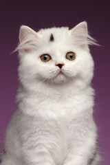 Naklejka na ściany i meble Closeup Portrait of White Scottish straight Kitten on Purple