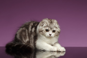  White Tabby Scottish Fold Kitten Playing on Purple