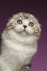 Closeup Portrait of White Scottish Fold Kitten on Purple