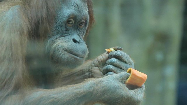 Monkey eat mango