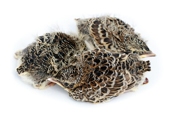 Skylark (Alauda arvensis)