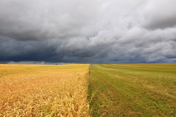 Field divided in half into two parts. Sown crops and grass during a thunderstorm.