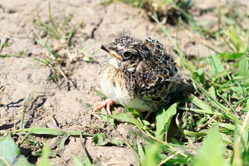 Skylark (Alauda arvensis)