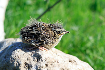 Skylark (Alauda arvensis)
