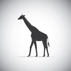 Silhouette of a giraffe