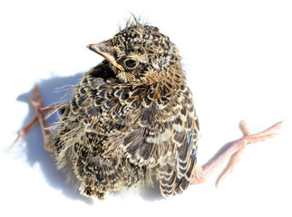 Skylark (Alauda arvensis) © fotoparus