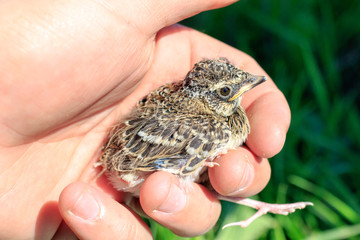 Skylark (Alauda arvensis)