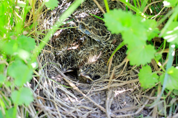 Skylark (Alauda arvensis)