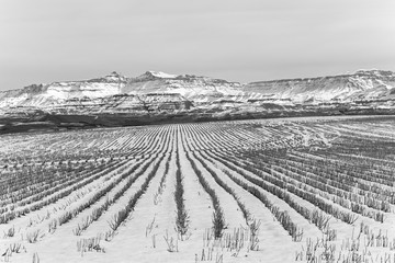 Obraz premium Mountains Farming Winter snow contrasts on harvested field crop stubs landscape