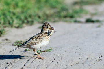 Skylark (Alauda arvensis)