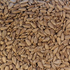 bfp4 BirdFoodPhoto - Sonnenblumenkerne geschält - quadrat g4171