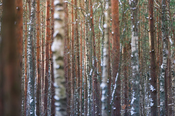 Forest winter landscape