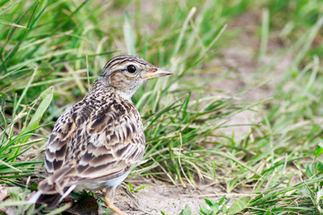 Skylark (Alauda arvensis)
