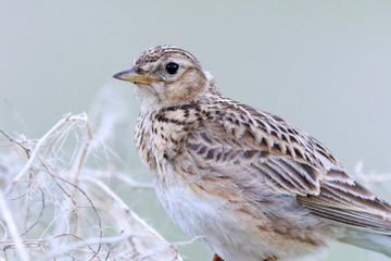 Skylark (Alauda arvensis)
