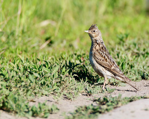 Skylark (Alauda arvensis)