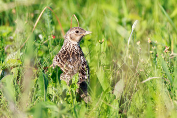 Skylark (Alauda arvensis)
