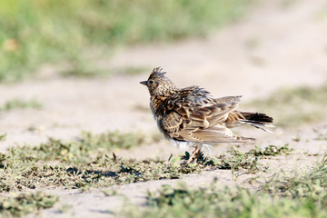 Skylark (Alauda arvensis)
