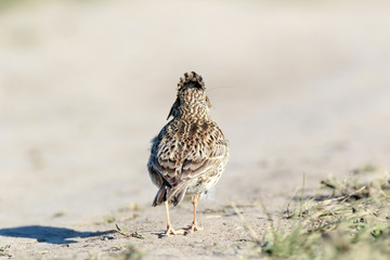 Skylark (Alauda arvensis)