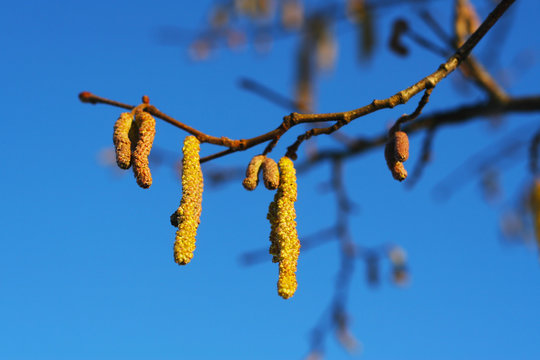 Pollen - Haselk&auml;tzchen im Januar - Pollenflug durch aufbl&uuml;hen der K&auml;tzchen im M&auml;rz