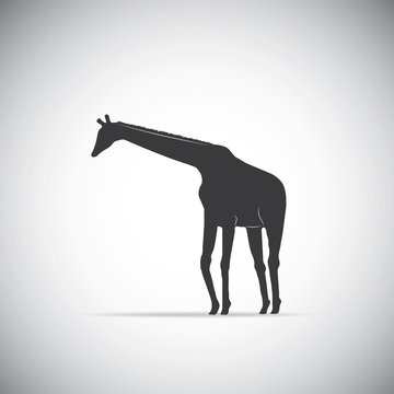 Silhouette of a giraffe