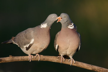 Couple of  woodpigeon courting and kissing