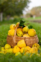ripe yellow pears