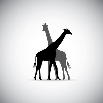 Vector silhouette of Giraffe couple