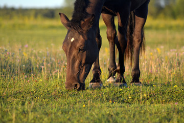 Black estonian native horse eating freely on the field