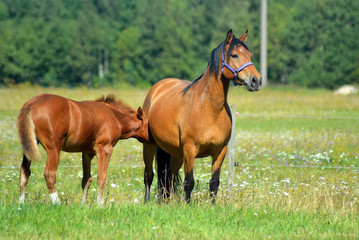 Naklejka na ściany i meble Estonian native horse mother feeding her foal in the nature