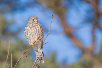 Turmfalke