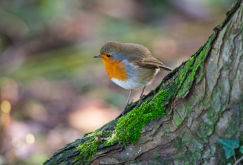 Little robin bird on a tree trunk 