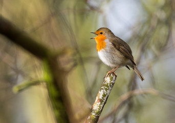 cute little robin bird singing 