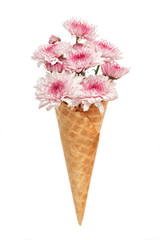 pink chrysanthemum ice cream cone flower beautiful fresh