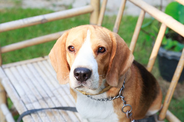 nice beagle dog boy looking