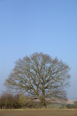 Fototapeta premium Baum auf einem Feld