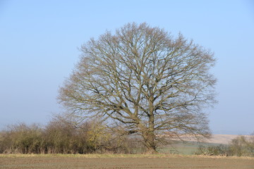 Baum auf einem Feld
