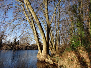 Platane au bord de l'eau.