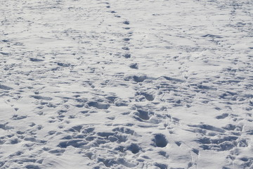 Bird trace in snow, human traces background