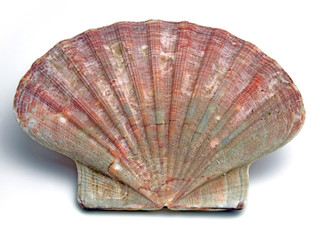 pilgrim's scallop