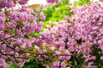 pink blossomed sakura flowers