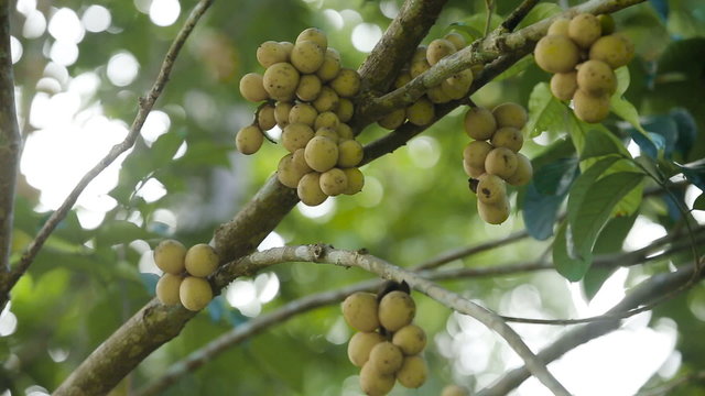 langsat Thai fruit Bunch of Lanzones or Longing Thai fruit,Lansium domesticum.Longkong Thai fruit Bunch of Lanzones.Philippine fruit Lanzones.