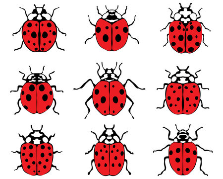 Set of different red  ladybugs, vector