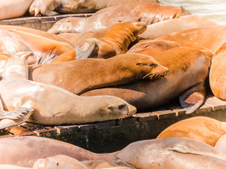 sea lions in Pier 39, San Francisco, USA